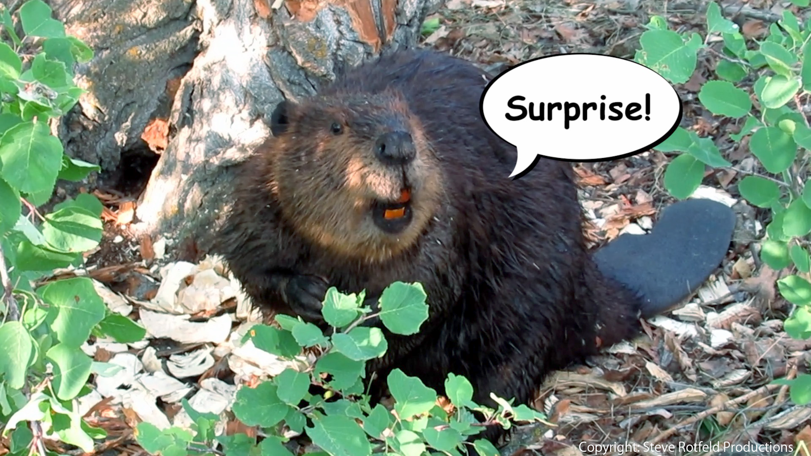 0125 パソコン・周辺機器 アニマルプラネット 餌食になるまえに 数の